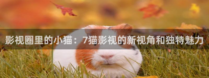 红杏午夜影院：影视圈里的小猫：7猫影视的新视角和独特魅力